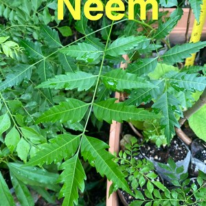 Neem (Azadirachta indica) Tree Seedling ~22” Organic Plant