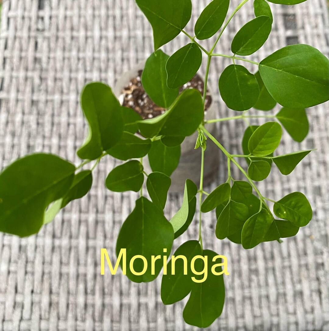 Meracules Tree Moringa “miracle Tree” Moringa Oleifera Seedling 8”-10” Organic Plant ...