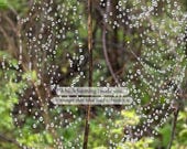 Dew Reflection (Dew B) — Quiet Healing Photo Quote, Original Fine Art Photography, Digital Print.