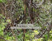 Dew Reflection (Dew A) — Quiet Healing Photo Quote, Original Fine Art Photography, Digital Print.