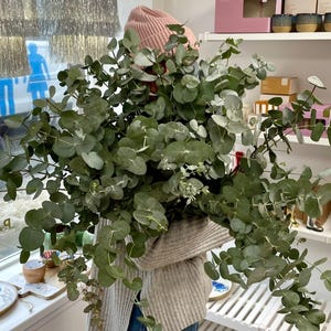 Fresh Eucalyptus Bunch | 12–15 Natural Stems | Home Décor Foliage