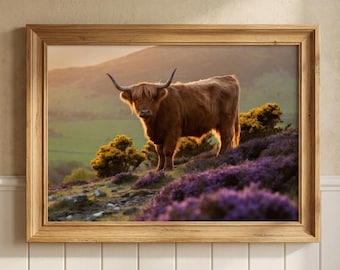 以下が含まれることがあります： 風景の中にいるハイランド牛が描かれた額入りのプリント。 長い茶色の毛皮と角を持つ牛は、紫色のヒースと緑の丘の中に立っています。 プリントは明るい木製のフレームに入っており、夕日のシーンを捉えています。