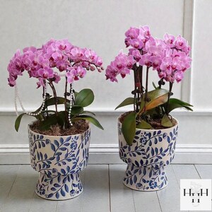Puede incluir: Dos orqu&iacute;deas en maceta con vibrantes flores rosas. Las orqu&iacute;deas est&aacute;n plantadas en macetas de cer&aacute;mica decorativas con un patr&oacute;n floral azul y blanco. Las macetas tienen una base de pedestal. La imagen est&aacute; bien iluminada, mostrando los delicados p&eacute;talos y las exuberantes hojas verdes.