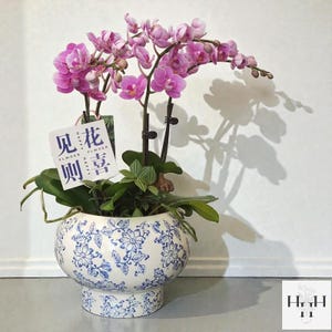 Puede incluir: Una orqu&iacute;dea en maceta con flores rosas vibrantes y hojas verdes. La planta est&aacute; en una maceta de cer&aacute;mica blanca con un dise&ntilde;o floral azul. Se adjunta una etiqueta con caracteres chinos. La maceta tiene unos 20 cm de di&aacute;metro.