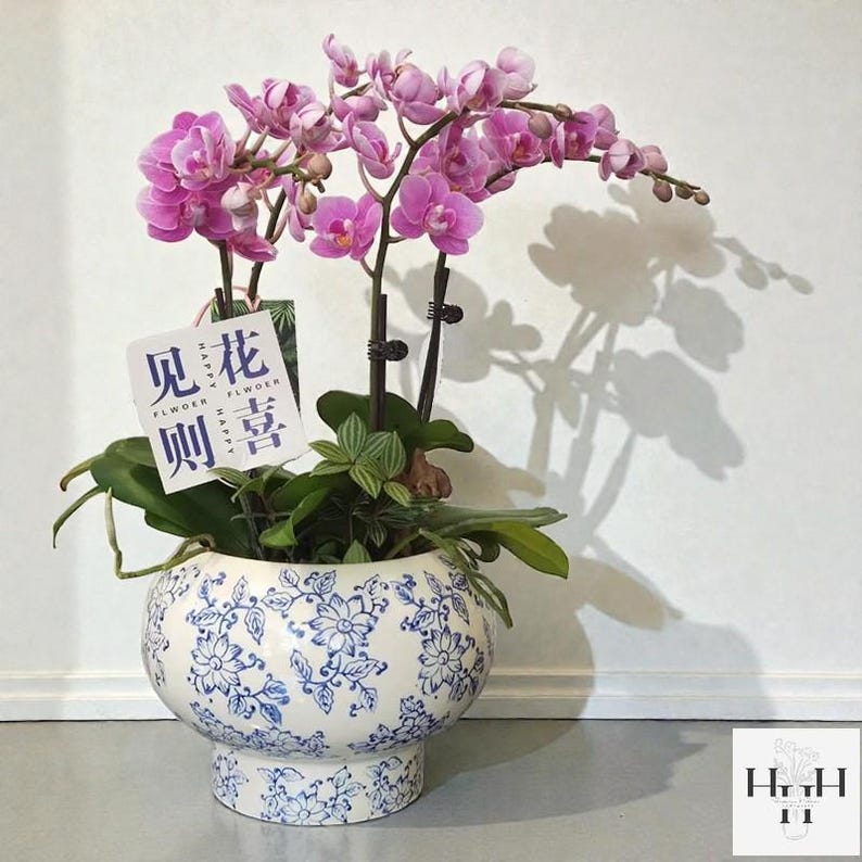 Puede incluir: Una orqu&iacute;dea en maceta con flores rosas vibrantes y hojas verdes. La planta est&aacute; en una maceta de cer&aacute;mica blanca con un dise&ntilde;o floral azul. Se adjunta una etiqueta con caracteres chinos. La maceta tiene unos 20 cm de di&aacute;metro.