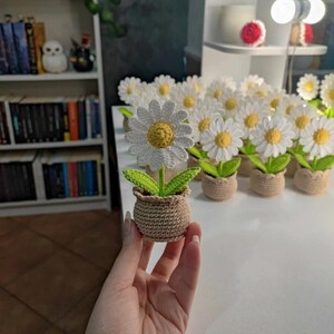 May include: A crocheted daisy flower in a small brown pot. The daisy has white petals and a yellow centre. The green leaves and stem are also crocheted. Several similar daisies are in the background.