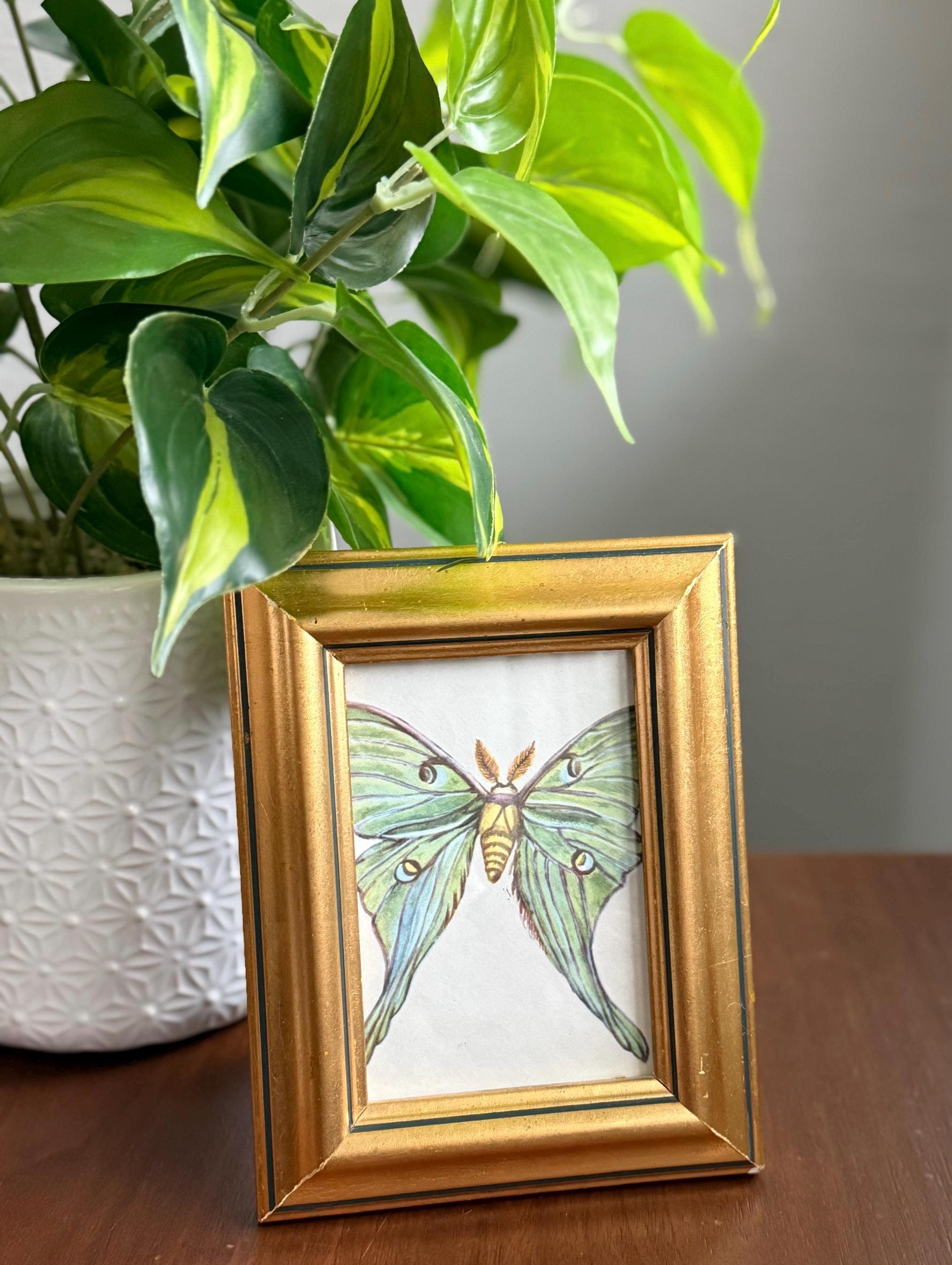 Framed Luna Moth Illustration | Vintage-style Entomology Art | Gold ...