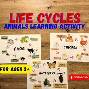 Op de afbeelding: Educatieve poster met de tekst "LIFE CYCLES ANIMALS LEARNING ACTIVITY". Toont de levenscycli van een kikker, kip en vlinder. Geschikt voor kinderen vanaf 2 jaar. Inclusief downloadknop.