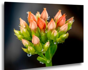 May include: A cluster of Kalanchoe flower buds in shades of coral and peach, featuring green sepals and stems. The buds are covered in small, clear water droplets, set against a dark, out-of-focus background that highlights the texture.