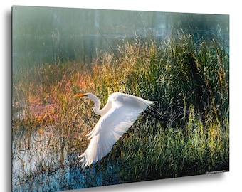 Vit hägret i flykt – Florida Wildlife Photography Print