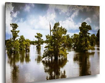 Cypress on Dead Lakes, Florida Nature Photography, Southern Wetlands Wall Art