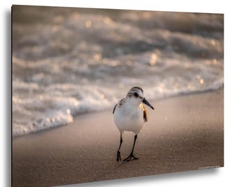 May include: A small sanderling bird with white and grey mottled feathers stands on a sandy beach. The bird has a thin black beak and slender black legs. Soft, out-of-focus ocean waves with golden light reflections appear in the background.