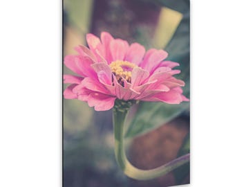 May include: A vibrant pink zinnia flower with a yellow center, featuring multiple layers of soft, rounded petals. The flower is supported by a slender, curved green stem, set against a soft-focus, muted background of foliage and earth tones.
