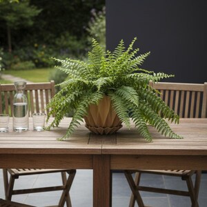 May include: A wooden garden dining set featuring a large fern in a decorative pot. A water carafe and glasses are on the table. Folding chairs surround the table. The background shows a garden with trees and a dark wall.