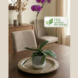 3d Printed Decorative Display Pot for Bunnings Orchid with ventilation, Indoor Plants, Phalaenopsis Gift, Valentines Day present anniversary