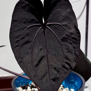 May include: A heart-shaped plant leaf with a deep, dark purple to black color and a textured, matte surface. The leaf features prominent, lighter purple veins radiating from the center. It is potted in a translucent blue container.