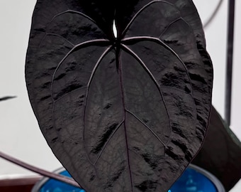 Rare Anthurium Ace of Spades Live Plant 2-Inch Pot | Black Velvet Anthurium | Easy Tropical Houseplant