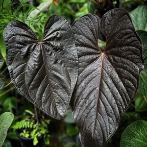 May include: Two large, heart-shaped Anthurium leaves with a deep, dark purple-black color and a glossy, textured surface. The leaves feature prominent, lighter-colored veins radiating from the center, with visible water droplets on the surface.