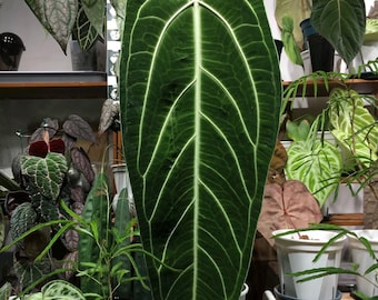Anthurium Papillilaminum 'ralph Lynam' Seedling - Etsy