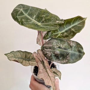 May include: An Alocasia plant in a clear plastic pot featuring variegated leaves with deep green, silver, and soft pink tones. The foliage displays prominent veining and a textured surface, with some leaves showing a distinct pinkish hue and others a darker mottled green pattern.