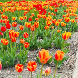 Könnte beinhalten: Ein großes Feld mit leuchtenden Tulpen in Rot-, Orange- und Gelbtönen, die jeweils grüne Stängel und Blätter haben. Die Blumen sind in die Erde gepflanzt, einige blühen voll auf, andere sind noch knospig, was ein dichtes Blumenbeet ergibt.
