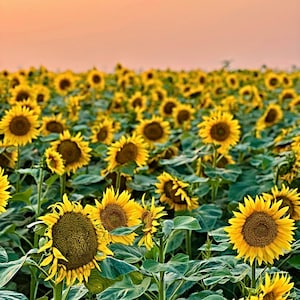 Könnte beinhalten: Ein Feld voller Sonnenblumen in voller Blüte, mit leuchtend gelben Blütenblättern und dunkelbraunen Zentren. Die Sonnenblumen sind von großen grünen Blättern umgeben, unter einem sanften, orangefarbenen Himmel. Das Bild fängt eine sonnige, natürliche Szene ein.
