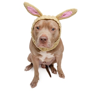 May include: A brown dog wearing a tan knitted bunny ear hat with pink inner ears. The dog is sitting and looking directly at the camera against a white background. The dog has a white patch on its chest.
