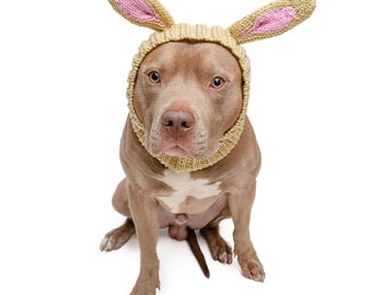 May include: A brown dog wearing a tan knitted bunny ear hat with pink inner ears. The dog is sitting and looking directly at the camera against a white background. The dog has a white patch on its chest.
