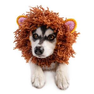 May include: A dog wearing a brown lion's mane costume with yellow and pink accents. The dog has black and white fur and is looking directly at the camera. The costume is made of a shaggy, textured material.