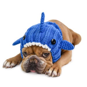 May include: A brown dog wearing a blue knitted shark hat with white teeth and black button eyes. The dog is lying down on a white background, looking at the camera.