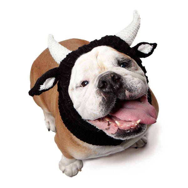 Bull Dog Snood | Knit Crochet Dog Hat | Easter Dog Costume | Ear Warmer