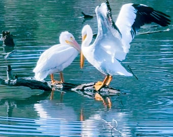 Pelican Love Greeting Card | Coastal Fine Art Photography | Blank Inside | Limited Paper Editions