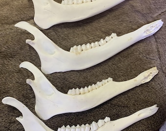 Deer jaw bone