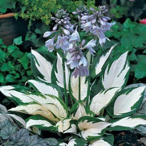 May include: A hosta plant with large, green and white variegated leaves and delicate lavender flowers. The plant is surrounded by other greenery, creating a lush garden scene. The image shows a close-up of the plant.
