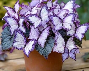 50 Purple White Coleus Seeds Rare Butterfly Leaf Garden Plant Seeds for Planting