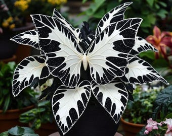 50 Heirloom Black & White Butterfly Coleus Seeds – Rare Ornamental Foliage Plant