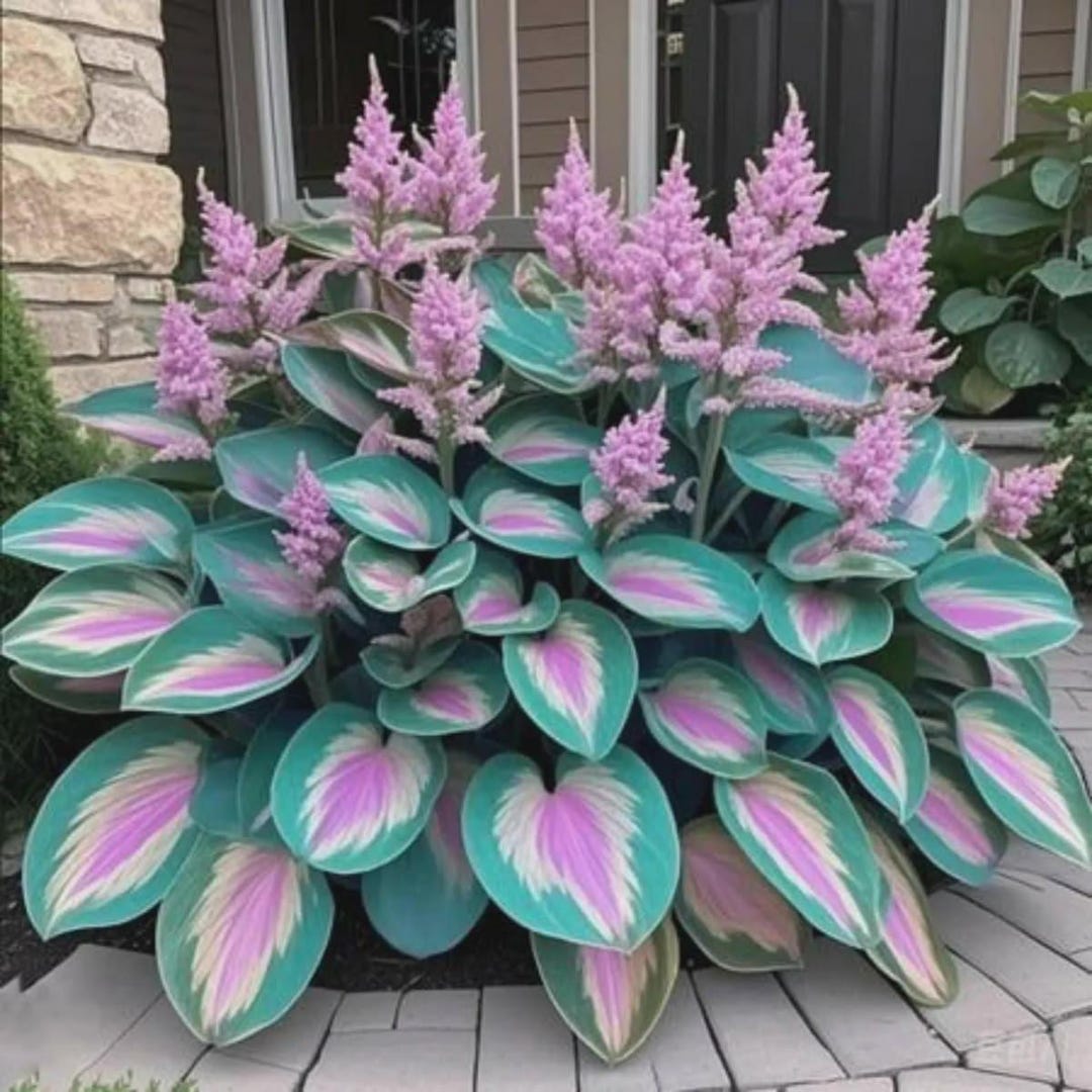 Pretty In Pink Hosta 200+ Pink Green Hosta Seeds – Perennial Shade Garden Plant - Etsy