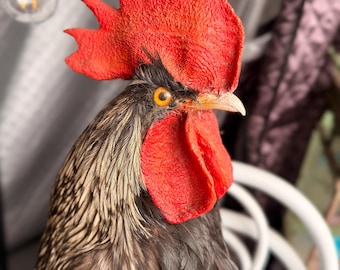 The Boys — A Pair of Preserved Roosters from a Mornington Peninsula Estate