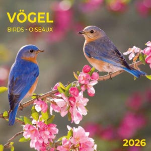 May include: A calendar featuring two bluebirds perched on a flowering branch with pink blossoms. The text "VÖGEL BIRDS - OISEAUX" is at the top, and the year "2026" is at the bottom. The birds have blue, orange, and gray feathers.