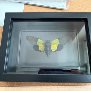 Cicada hand pinned artwork