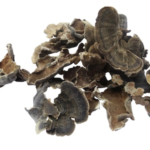 Turkey Tail Mushroom  Coriolus Versicolor Yun Zhi Whole Dried Mushrooms Natural Herbal Tea Foraging Mushroom
