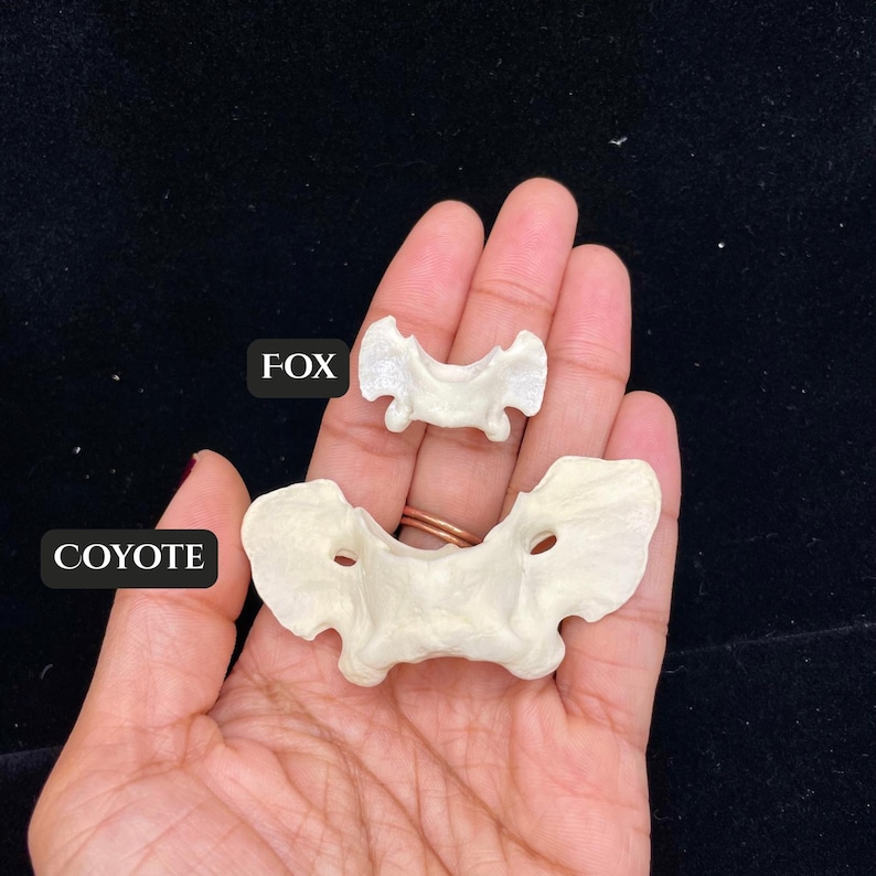 Real Atlas Bone Hair Clip| Fox or Coyote V…