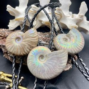 May include: Three fossil ammonite bolo ties. Each tie features a polished, iridescent ammonite shell pendant with a black braided leather cord. The bolo tie clasps are gold and silver colored.