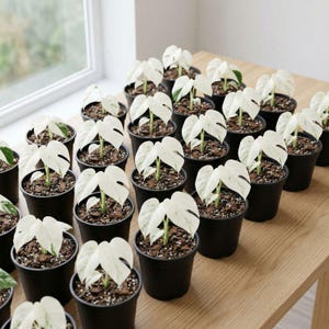 May include: A collection of small potted plants with large, white and green variegated leaves. The plants are in black pots and arranged on a light-coloured wooden surface near a window.