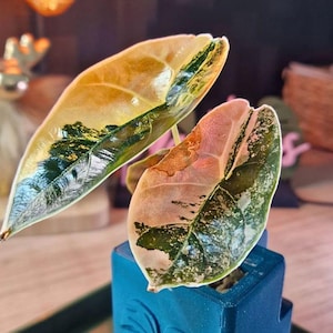 Pode incluir: Close-up de duas folhas variegadas com uma mistura de cores. As folhas exibem tons de verde, amarelo e rosa. As folhas estão num pequeno vaso azul, sugerindo uma planta de interior ou um objeto decorativo.