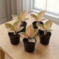 Aglaonema Pink Chinese Evergreen Live Plant Indoor Houseplant Tropical Foliage Easy Care Gift product logo