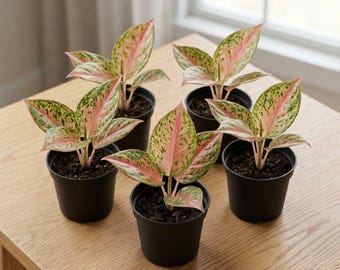 Aglaoneema Pink Chinesischer Evergreen Lebende Pflanze Zimmerpflanze Tropisches Laub Easy Care Geschenk