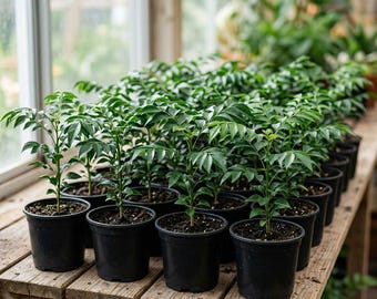 カラマンシーの生苗：熱帯柑橘類、食用ハーブ、観葉植物、芳香のある花