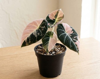 Alocasia Pink Black Velvet, rara pianta da interno aracee, tropicale, ideale per collezionisti.