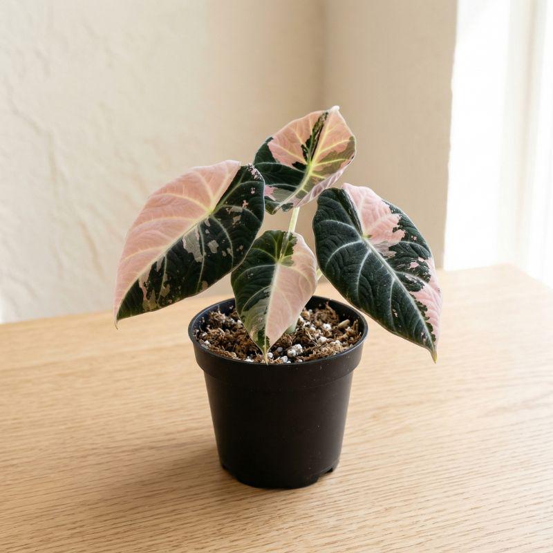 Anthurium variegated - Etsy 日本